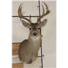 Image 1 : 10-Point WHITETAIL DEER Shoulder Mount