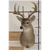 Image 2 : 10-Point WHITETAIL DEER Shoulder Mount
