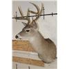 Image 3 : 10-Point WHITETAIL DEER Shoulder Mount