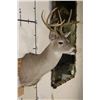 Image 4 : 10-Point WHITETAIL DEER Shoulder Mount