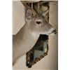Image 5 : 10-Point WHITETAIL DEER Shoulder Mount