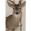 Image 6 : 10-Point WHITETAIL DEER Shoulder Mount