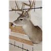 Image 7 : 10-Point WHITETAIL DEER Shoulder Mount