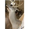 Image 8 : 10-Point WHITETAIL DEER Shoulder Mount