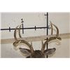 Image 9 : 10-Point WHITETAIL DEER Shoulder Mount