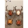 Image 1 : (4) Sets of Mounted PRONGHORNS on Wooden Plaques (ONE$)