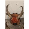 Image 2 : (4) Sets of Mounted PRONGHORNS on Wooden Plaques (ONE$)