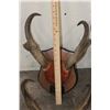 Image 3 : (4) Sets of Mounted PRONGHORNS on Wooden Plaques (ONE$)