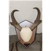 Image 4 : (4) Sets of Mounted PRONGHORNS on Wooden Plaques (ONE$)