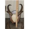Image 5 : (4) Sets of Mounted PRONGHORNS on Wooden Plaques (ONE$)