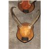 Image 6 : (4) Sets of Mounted PRONGHORNS on Wooden Plaques (ONE$)