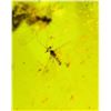 Image 7 : Authentic 10.3 ct Myanmar AMBER Fossil Resin with a Horsefly Inclusion