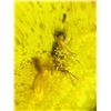 Image 8 : Authentic 10.3 ct Myanmar AMBER Fossil Resin with a Horsefly Inclusion