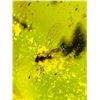 Image 9 : Authentic 10.3 ct Myanmar AMBER Fossil Resin with a Horsefly Inclusion