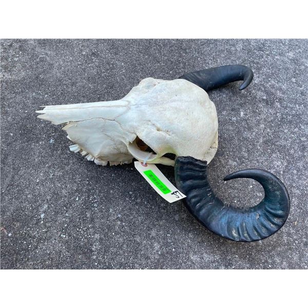 Asian WATER BUFFALO Skull