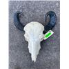 Image 2 : Asian WATER BUFFALO Skull