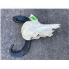 Image 3 : Asian WATER BUFFALO Skull