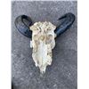 Image 4 : Asian WATER BUFFALO Skull