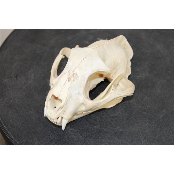 Big BOBCAT Skull with No Glue