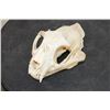 Image 1 : Big BOBCAT Skull with No Glue