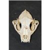 Image 2 : Big BOBCAT Skull with No Glue