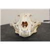 Image 4 : Big BOBCAT Skull with No Glue
