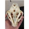 Image 8 : Big BOBCAT Skull with No Glue