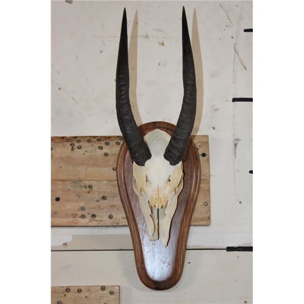 NILE BUSHBUCK Partial Skull on a Wood Plaque