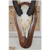 Image 5 : NILE BUSHBUCK Partial Skull on a Wood Plaque