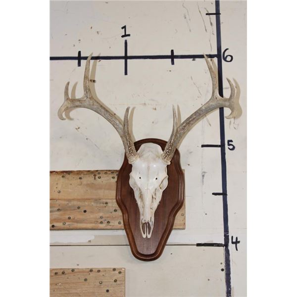 8-Point WHITETAIL DEER Skull on a Wooden Plaque