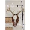 Image 1 : 8-Point WHITETAIL DEER Skull on a Wooden Plaque