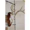 Image 2 : 8-Point WHITETAIL DEER Skull on a Wooden Plaque