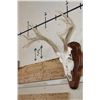 Image 3 : 8-Point WHITETAIL DEER Skull on a Wooden Plaque