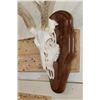 Image 4 : 8-Point WHITETAIL DEER Skull on a Wooden Plaque