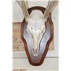 Image 5 : 8-Point WHITETAIL DEER Skull on a Wooden Plaque
