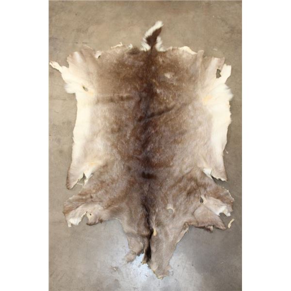 WHITETAIL DEER Hide