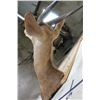Image 12 : BUSHBUCK Shoulder Mount