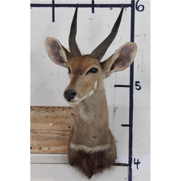 BUSHBUCK Shoulder Mount
