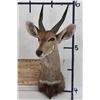 Image 1 : BUSHBUCK Shoulder Mount