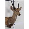 Image 2 : BUSHBUCK Shoulder Mount