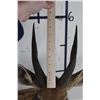 Image 8 : BUSHBUCK Shoulder Mount