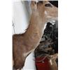 Image 9 : BUSHBUCK Shoulder Mount