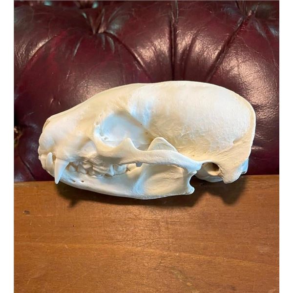 Large NORTH AMERICAN BADGER Skull with All its Teeth