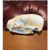 Image 1 : Large NORTH AMERICAN BADGER Skull with All its Teeth