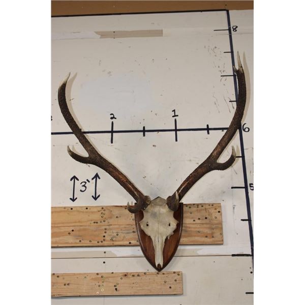 7-Point RED STAG Antlers on a Euro Cut Skull Cap. Mounted on a Wooden Plaque
