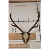 Image 1 : 7-Point RED STAG Antlers on a Euro Cut Skull Cap. Mounted on a Wooden Plaque