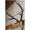 Image 3 : 7-Point RED STAG Antlers on a Euro Cut Skull Cap. Mounted on a Wooden Plaque