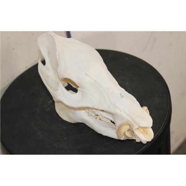 JAVELINA Skull