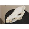 Image 3 : JAVELINA Skull