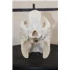 Image 7 : JAVELINA Skull